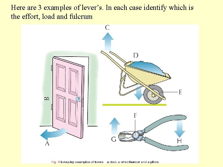 Here are 3 examples of lever’s. In each case identify which is the effort,