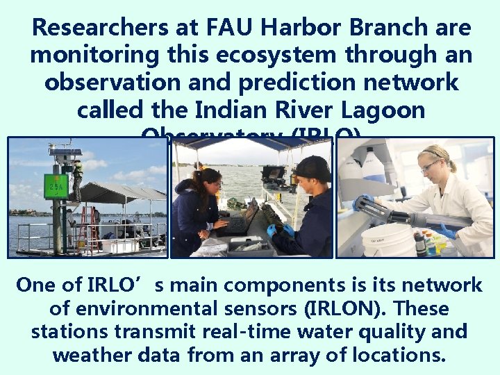 Researchers at FAU Harbor Branch are monitoring this ecosystem through an observation and prediction