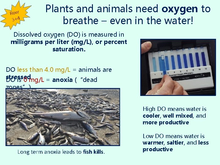 Row 3+4 Plants and animals need oxygen to breathe – even in the water!