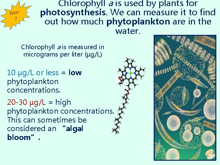 Row 7 Chlorophyll a is used by plants for photosynthesis. We can measure it