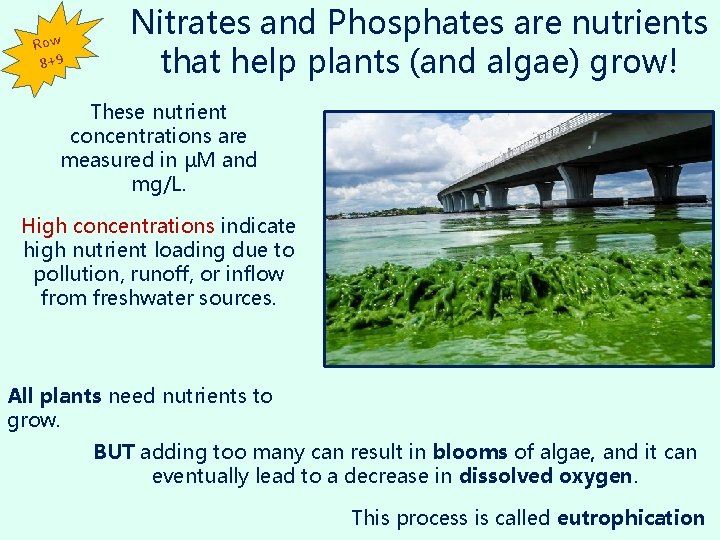 Row 8+9 Nitrates and Phosphates are nutrients that help plants (and algae) grow! These