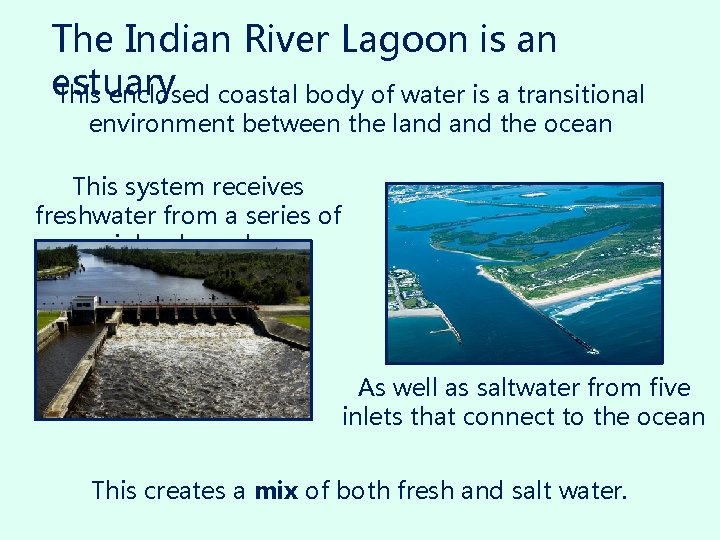 The Indian River Lagoon is an estuary This enclosed coastal body of water is