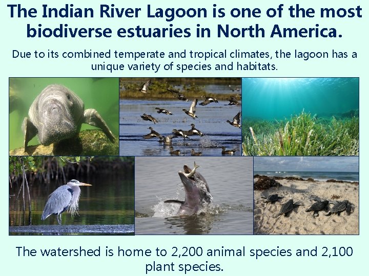 The Indian River Lagoon is one of the most biodiverse estuaries in North America.