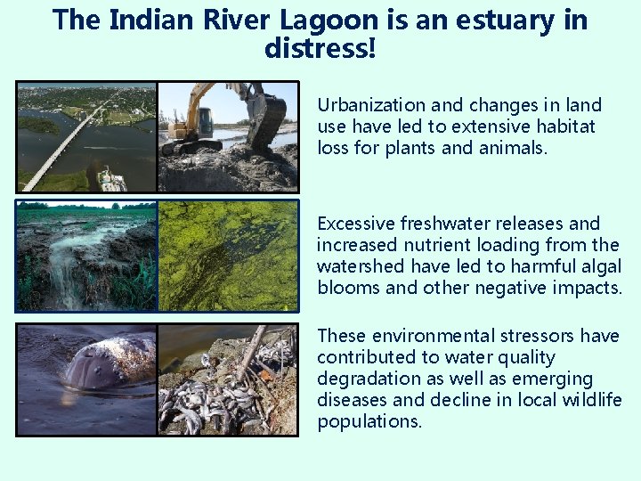 The Indian River Lagoon is an estuary in distress! Urbanization and changes in land