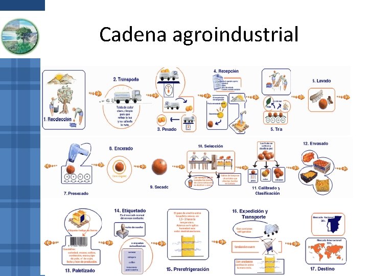Cadena agroindustrial Cadena agroindustrial