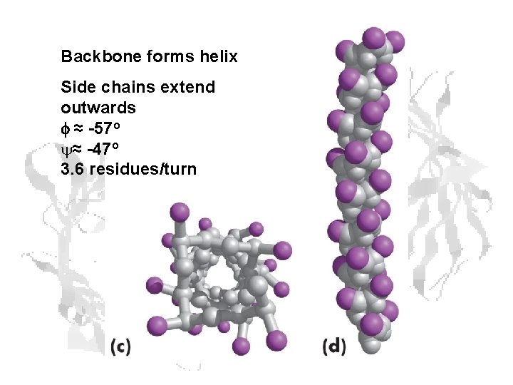 Backbone forms helix Side chains extend outwards f ≈ -57 o y≈ -47 o