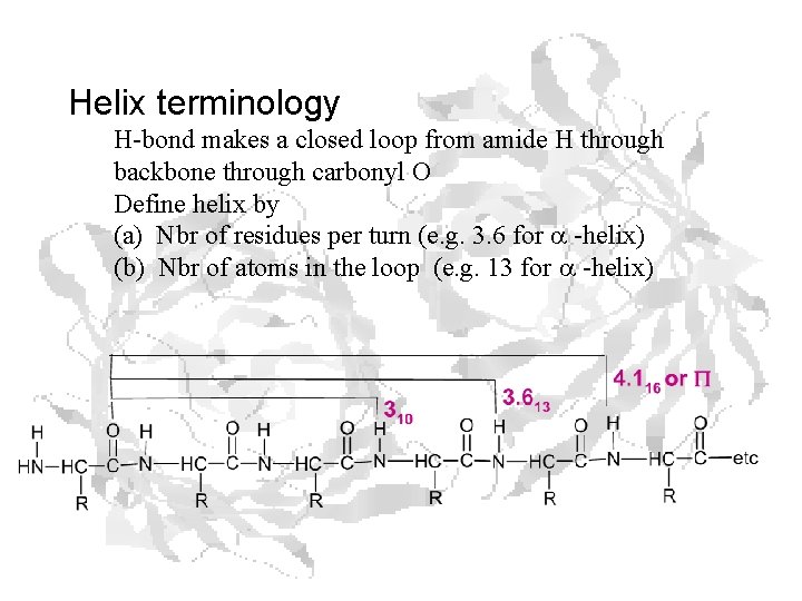 Helix terminology H-bond makes a closed loop from amide H through backbone through carbonyl