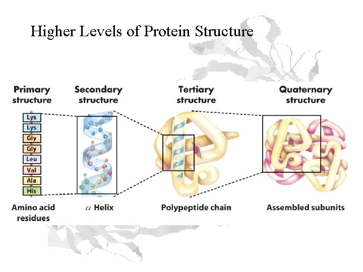 Higher Levels of Protein Structure 