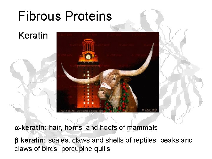 Fibrous Proteins Keratin a-keratin: hair, horns, and hoofs of mammals b-keratin: scales, claws and