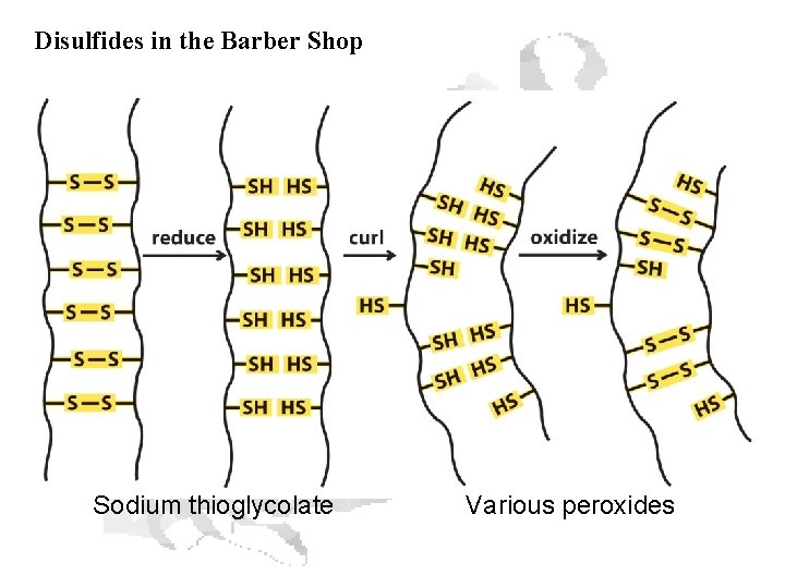 Disulfides in the Barber Shop Sodium thioglycolate Various peroxides 