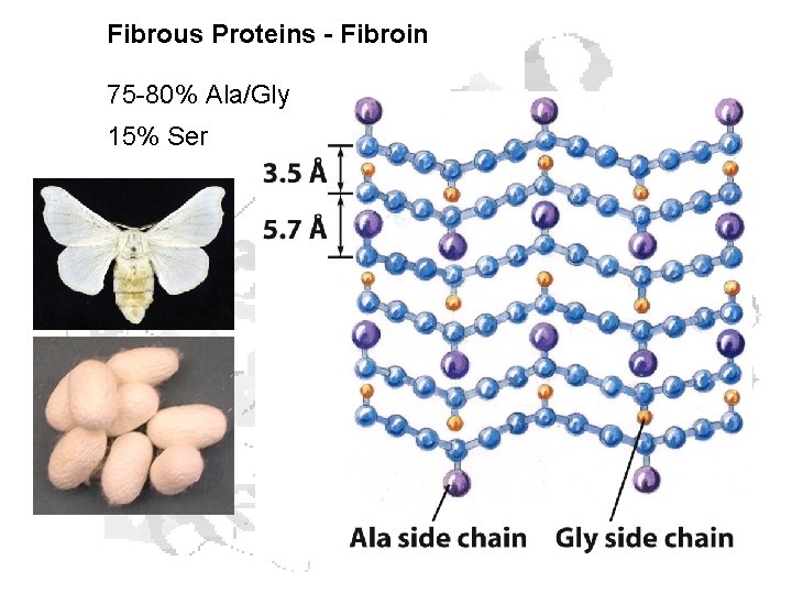 Fibrous Proteins - Fibroin 75 -80% Ala/Gly 15% Ser 