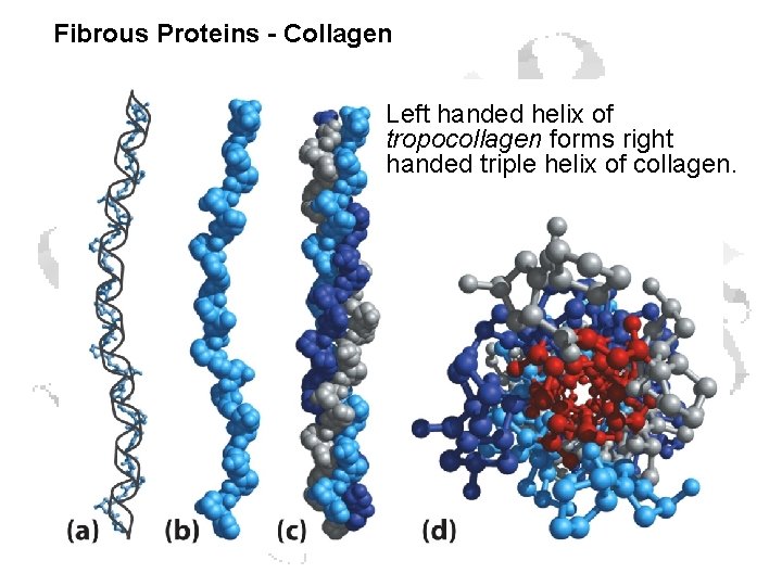 Fibrous Proteins - Collagen Left handed helix of tropocollagen forms right handed triple helix