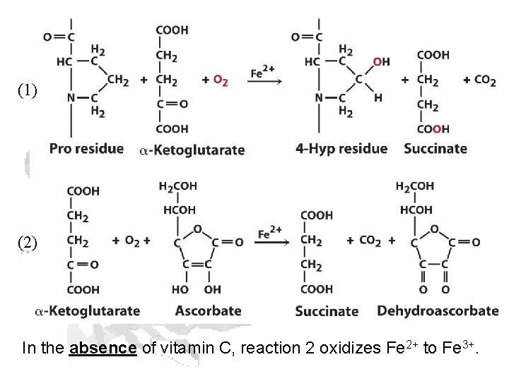 (1) (2) In the absence of vitamin C, reaction 2 oxidizes Fe 2+ to