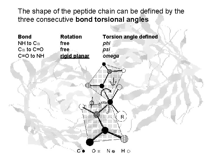 The shape of the peptide chain can be defined by the three consecutive bond