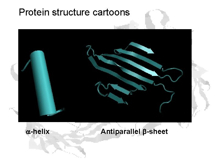 Protein structure cartoons a-helix Antiparallel b-sheet 
