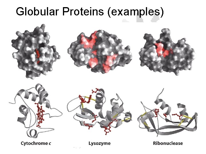Globular Proteins (examples) 