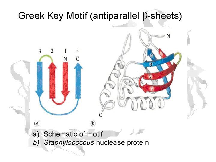 Greek Key Motif (antiparallel b-sheets) a) Schematic of motif b) Staphylococcus nuclease protein 