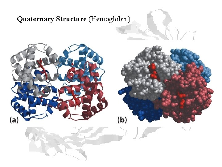 Quaternary Structure (Hemoglobin) 