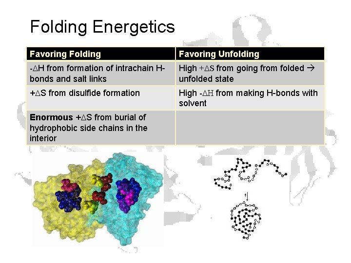 Folding Energetics Favoring Folding Favoring Unfolding -DH from formation of intrachain Hbonds and salt