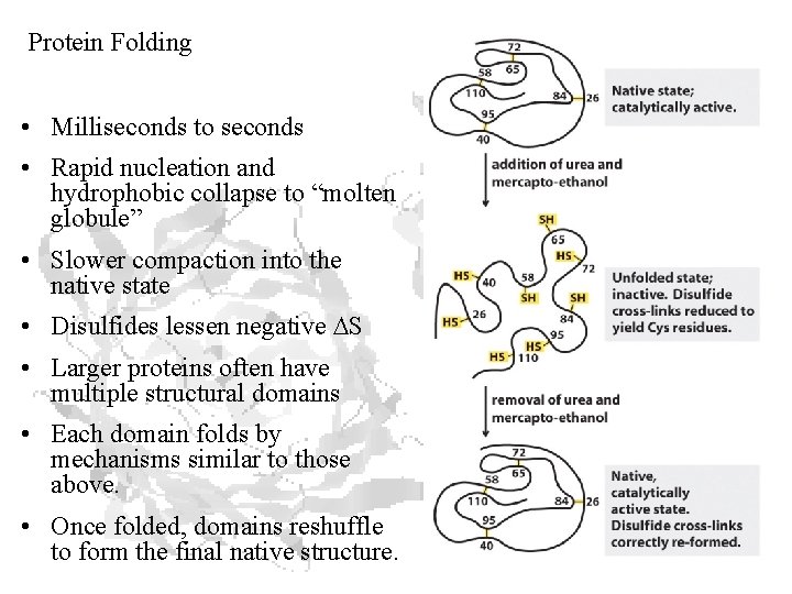 Protein Folding • Milliseconds to seconds • Rapid nucleation and hydrophobic collapse to “molten