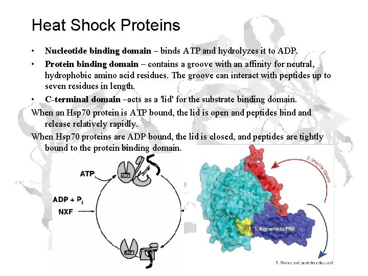 Heat Shock Proteins • • Nucleotide binding domain – binds ATP and hydrolyzes it