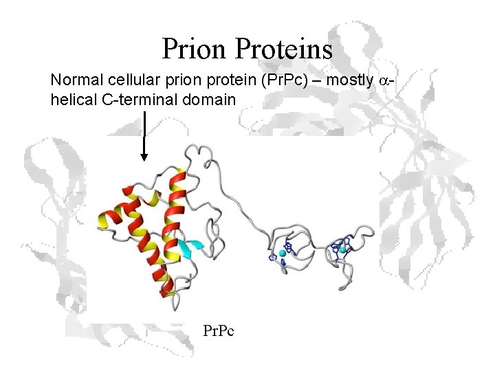 Prion Proteins Normal cellular prion protein (Pr. Pc) – mostly ahelical C-terminal domain Pr.