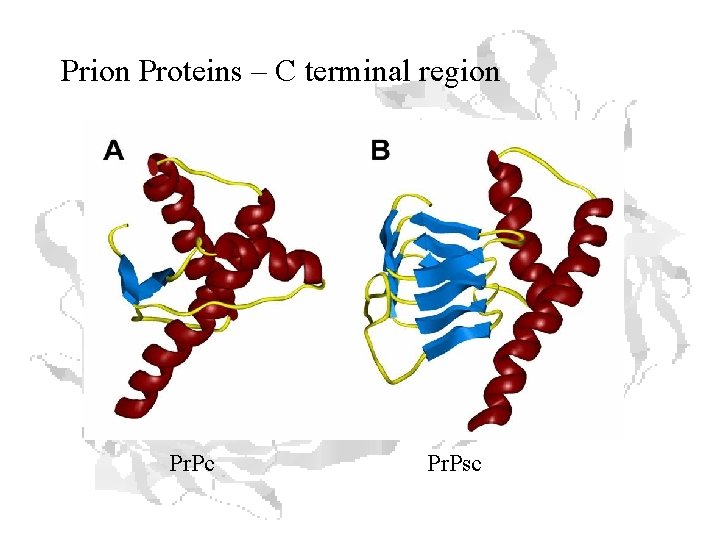 Prion Proteins – C terminal region Pr. Pc Pr. Psc 