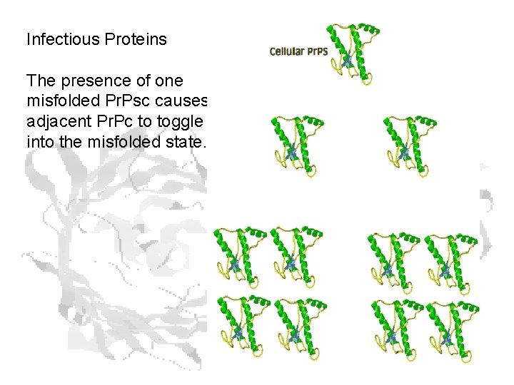 Infectious Proteins The presence of one misfolded Pr. Psc causes adjacent Pr. Pc to