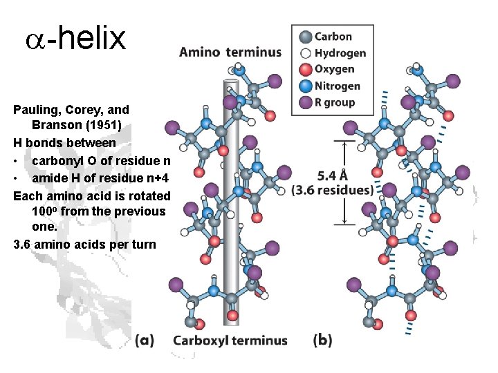 a-helix Pauling, Corey, and Branson (1951) H bonds between • carbonyl O of residue