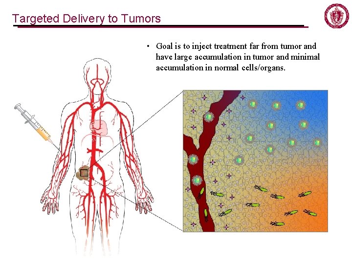 Targeted Delivery to Tumors • Goal is to inject treatment far from tumor and Targeted Delivery to Tumors • Goal is to inject treatment far from tumor and
