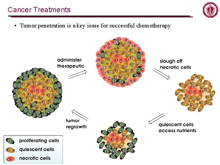 Cancer Treatments • Tumor penetration is a key issue for successful chemotherapy Cancer Treatments • Tumor penetration is a key issue for successful chemotherapy