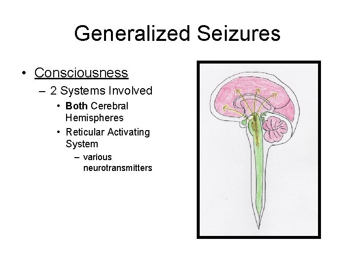 Generalized Seizures • Consciousness – 2 Systems Involved • Both Cerebral Hemispheres • Reticular Generalized Seizures • Consciousness – 2 Systems Involved • Both Cerebral Hemispheres • Reticular