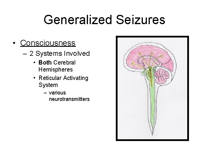 Generalized Seizures • Consciousness – 2 Systems Involved • Both Cerebral Hemispheres • Reticular