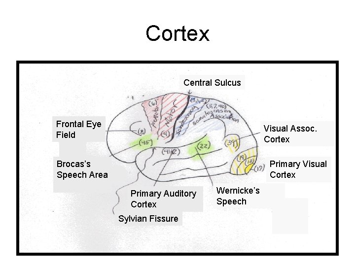 Cortex Central Sulcus Frontal Eye Field Visual Assoc. Cortex Brocas’s Speech Area Primary Visual Cortex Central Sulcus Frontal Eye Field Visual Assoc. Cortex Brocas’s Speech Area Primary Visual