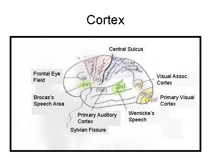 Cortex Central Sulcus Frontal Eye Field Visual Assoc. Cortex Brocas’s Speech Area Primary Visual