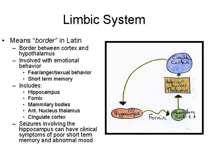 Limbic System • Means “border” in Latin – Border between cortex and hypothalamus – Limbic System • Means “border” in Latin – Border between cortex and hypothalamus –