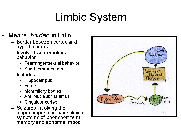 Limbic System • Means “border” in Latin – Border between cortex and hypothalamus –