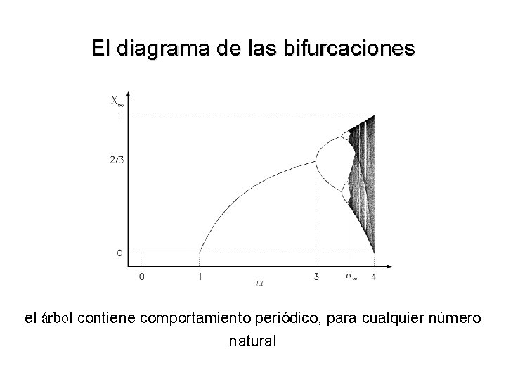 El diagrama de las bifurcaciones el árbol contiene comportamiento periódico, para cualquier número natural