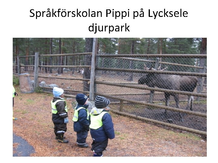 Språkförskolan Pippi på Lycksele djurpark 