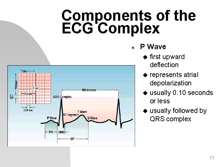 Components of the ECG Complex n P Wave first upward deflection u represents atrial