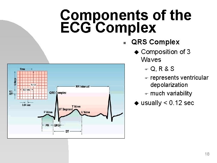 Components of the ECG Complex n QRS Complex u Composition of 3 Waves Q,