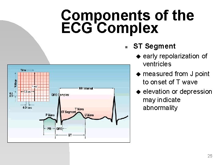 Components of the ECG Complex n ST Segment early repolarization of ventricles u measured