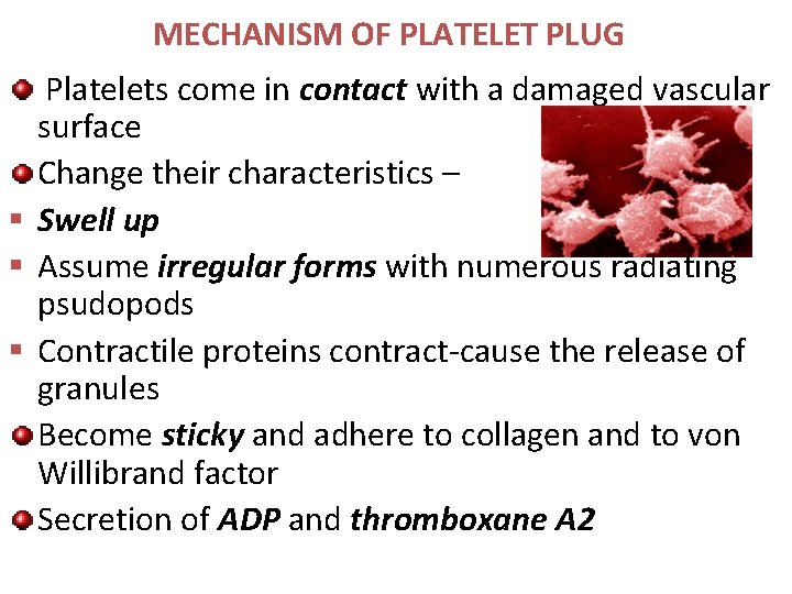 MECHANISM OF PLATELET PLUG Platelets come in contact with a damaged vascular surface Change