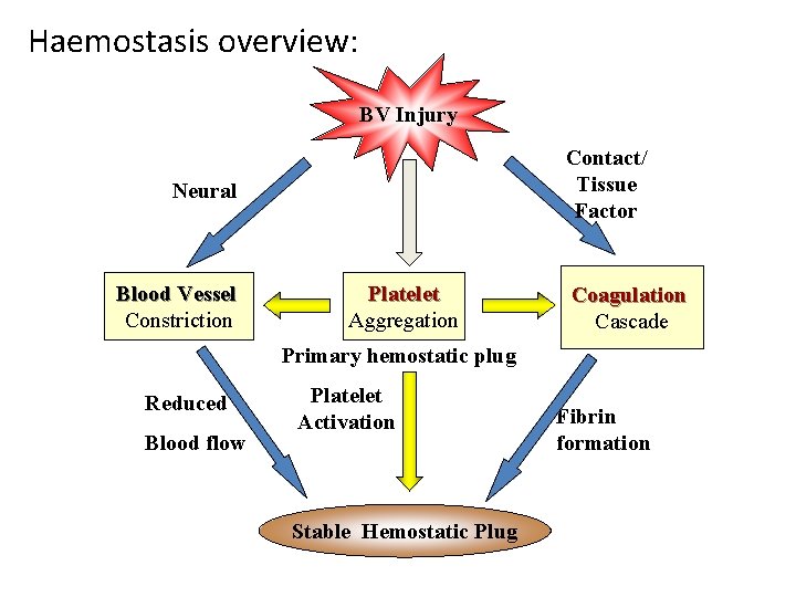 Haemostasis overview: BV Injury Contact/ Tissue Factor Neural Blood Vessel Constriction Platelet Aggregation Coagulation