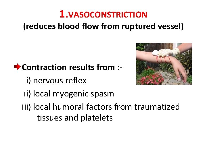 1. VASOCONSTRICTION (reduces blood flow from ruptured vessel) Contraction results from : i) nervous