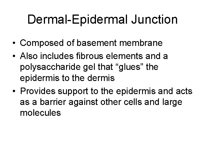 Dermal-Epidermal Junction • Composed of basement membrane • Also includes fibrous elements and a