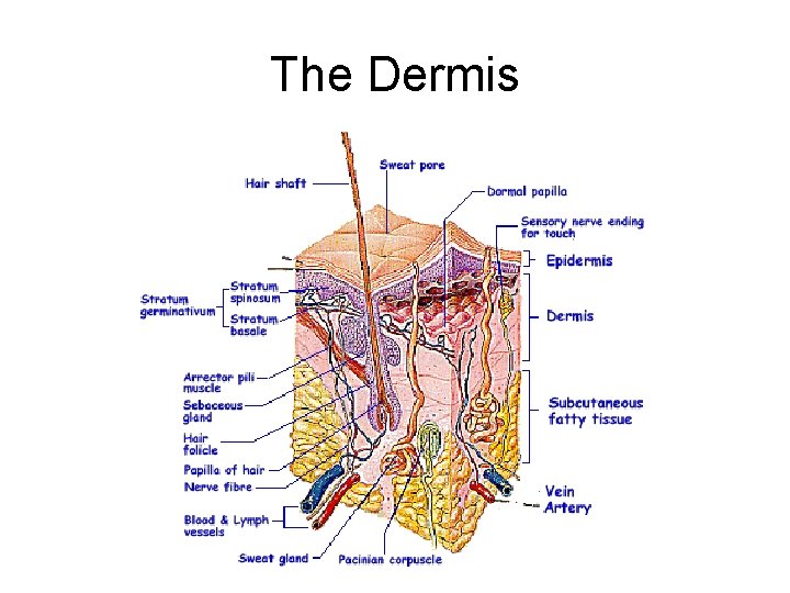 The Dermis 