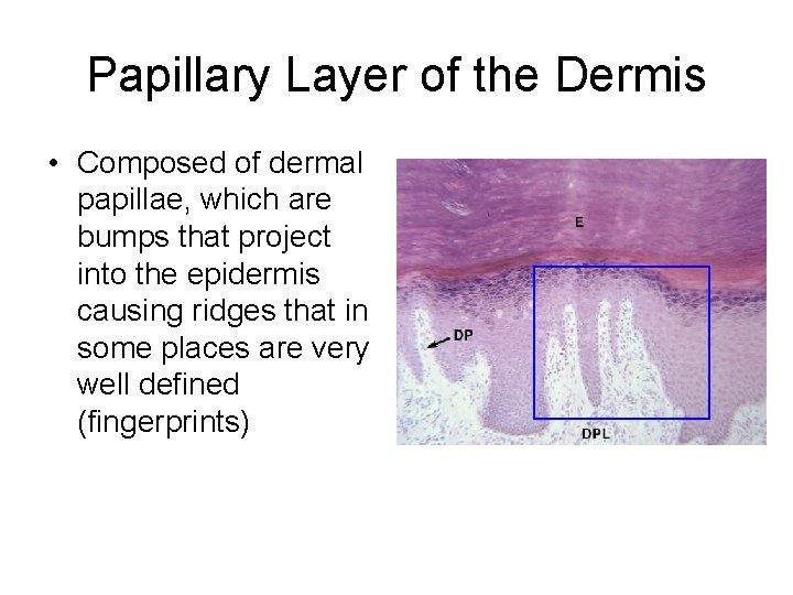 Papillary Layer of the Dermis • Composed of dermal papillae, which are bumps that