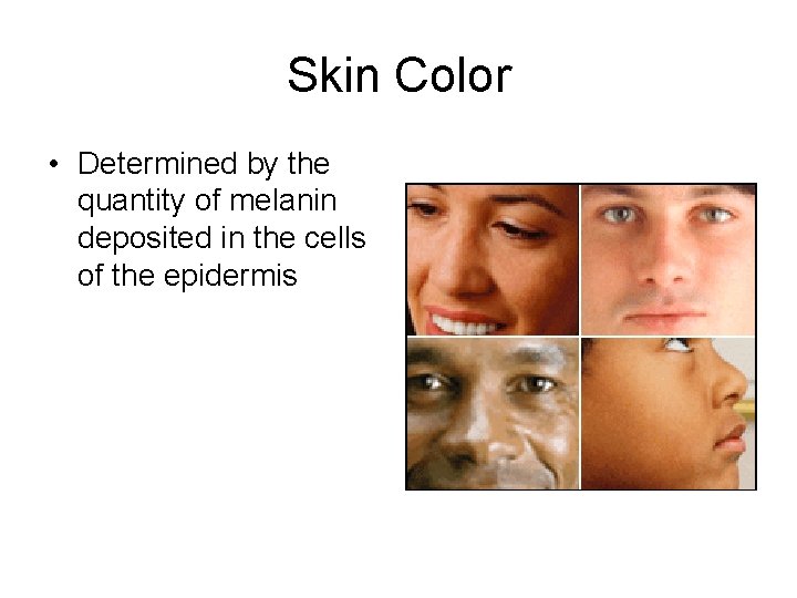 Skin Color • Determined by the quantity of melanin deposited in the cells of