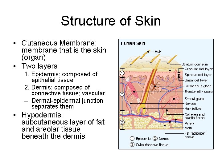 Structure of Skin • Cutaneous Membrane: membrane that is the skin (organ) • Two